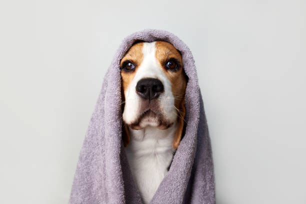 istock Beagle dog in a grey towel after bathing 2194631137