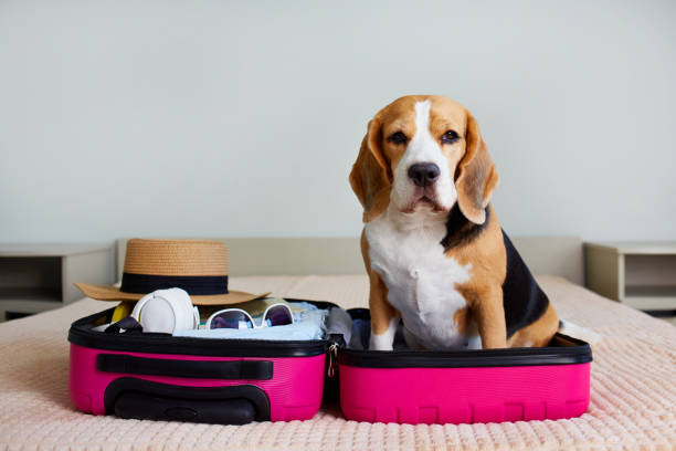 istock A beagle dog in a suitcase with things for a summer vacation on the bed. 2194631145