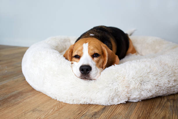 istock Beagle dog is lying on the dog bed 2194631146