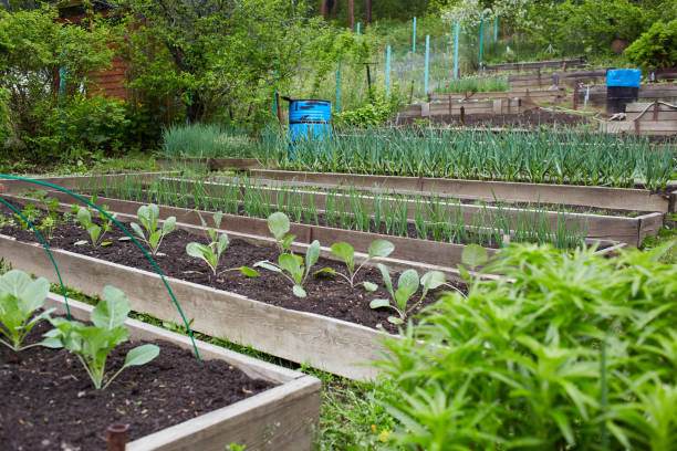 istock Organic vegetable garden: beds with carrots, garlic, cabbage and other vegetables 2194631403