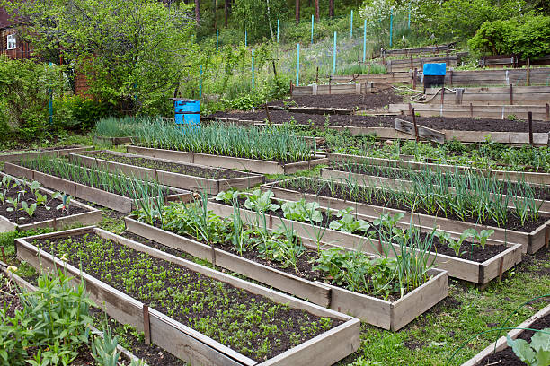 istock Organic vegetable garden: beds with onions, carrots, garlic and cabbage 2194631445