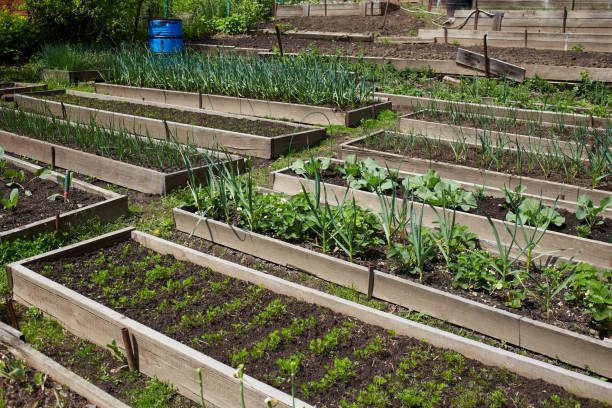 istock Organic vegetable garden: beds with carrots, garlic, cabbage and other vegetables 2194631480