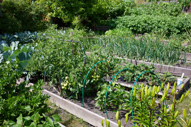 istock Organic garden: beds with tomatoes, onions, cabbage and other vegetables and berry bushes 2194632634