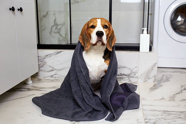 istock Beagle dog in a grey towel after bathing. Interior of a modern bathroom. 2194632928