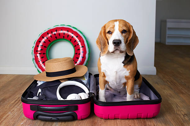 istock A beagle dog sits in a suitcase with things and a floating inflatable circle for a summer vacation at sea. 2194633003