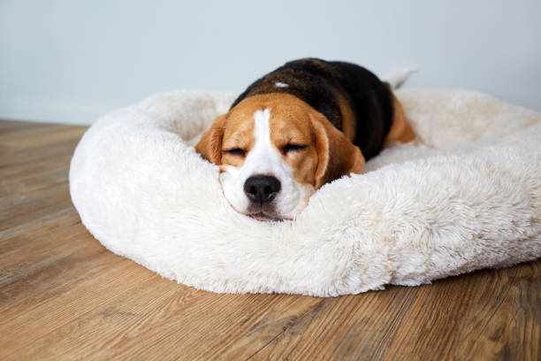 istock A beagle dog sleeps on a soft fluffy dog bed pillow 2194633016