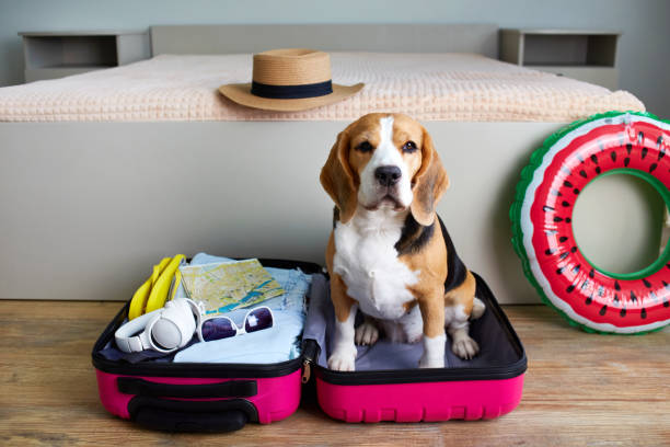 istock A beagle dog sits in a suitcase with things and a floating inflatable circle for a summer vacation at sea. 2194633017