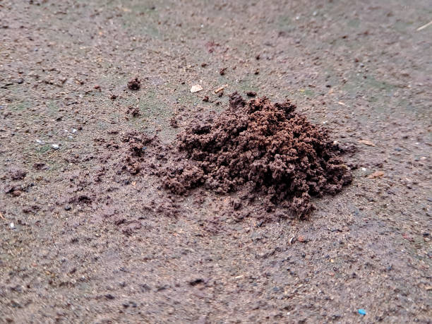 istock small mound of rich, dark soil, likely created by earthworms or other soil dwelling creatures. Perfect for nature photography, environmental science education 2194634385