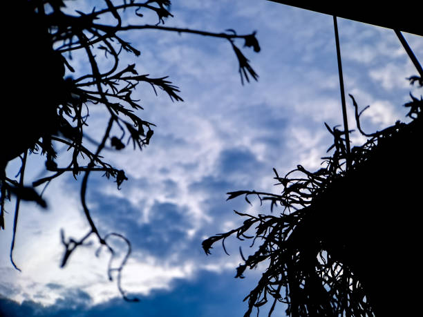 A peaceful scene showcasing leafless tree silhouettes against a cloudy evening sky. The dramatic lighting and soft hues create a serene, introspective mood suitable for nature and artistic themes.