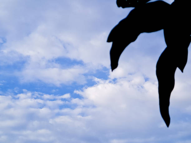 dramatic sky with fluffy white clouds framed