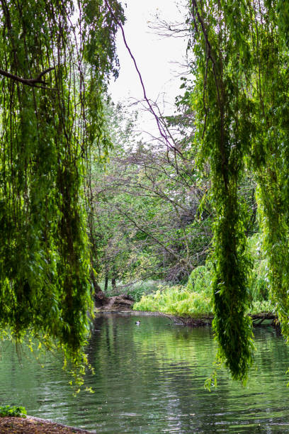 istock Serene Pond Surrounded by Hanging Willow Trees and Lush Green Foliage 2194635130