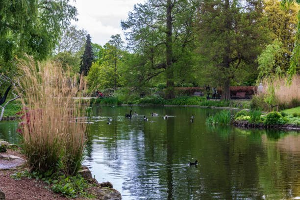 istock Serene Pond with Ducks and Trees at Hampstead Heath, London 2194635180