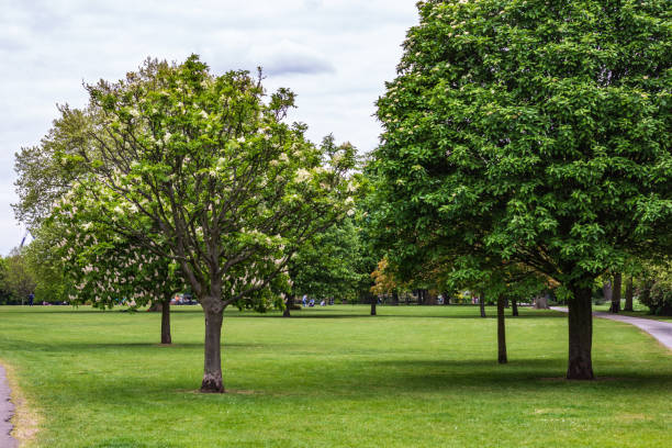 Lush green trees and well-maintained grass fields provide a peaceful ambiance in this park setting. The image highlights natural beauty and tranquility, ideal for outdoor recreation.