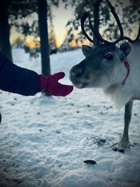 istock Girl feeding Reindeer 2194636264