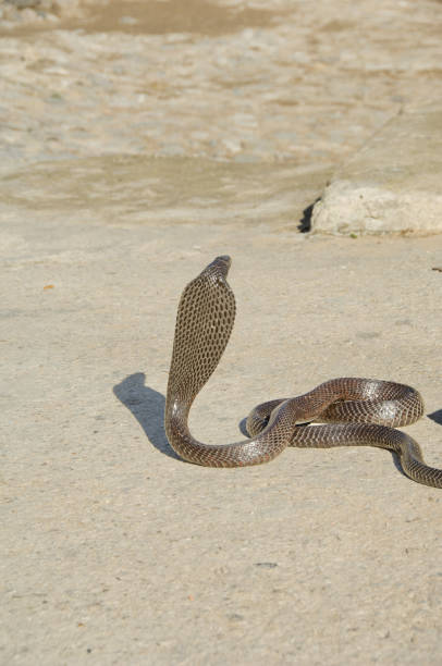 Computer generated 3D illustration with man and Titanoboa. Titanoboa is an extinct genus of snakes.