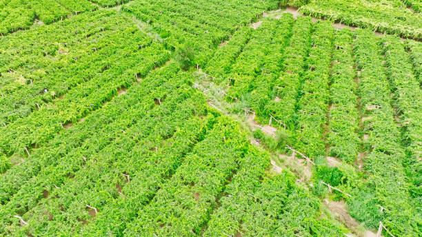 istock Grape trellis,Vineyard,Grape field,Grape Valley,Turpan,Xinjiang,China,Asia. 2194639317