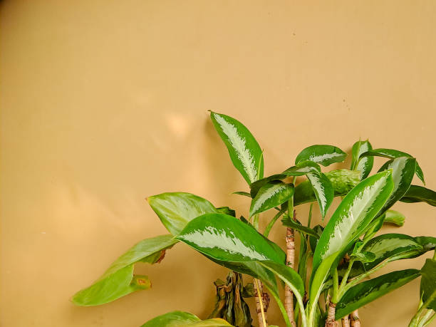 istock Abstract composition of vibrant green leaves casting shadows on a warm beige wall, creating a dynamic interplay of light and shadow 2194639474