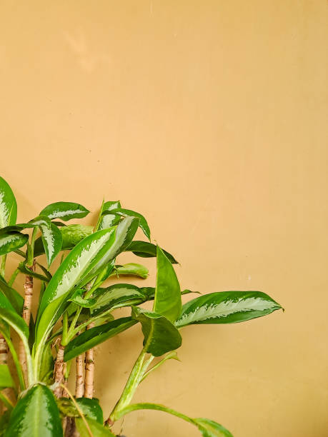 istock Abstract composition of vibrant green leaves casting shadows on a warm beige wall, creating a dynamic interplay of light and shadow 2194639502