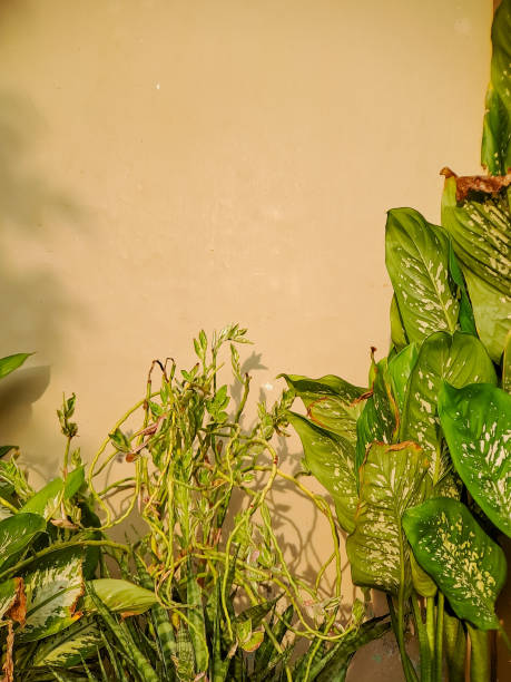Abstract composition of vibrant green leaves casting shadows on a warm beige wall, creating a dynamic interplay of light and shadow
