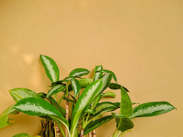 istock Abstract composition of vibrant green leaves casting shadows on a warm beige wall, creating a dynamic interplay of light and shadow 2194639507