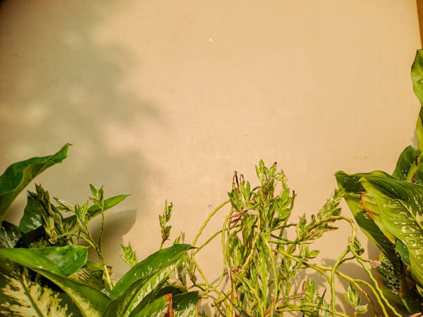 istock Abstract composition of vibrant green leaves casting shadows on a warm beige wall, creating a dynamic interplay of light and shadow 2194639508