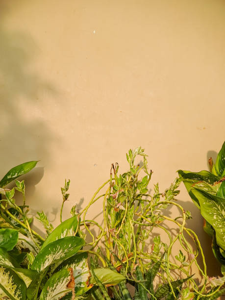 istock Abstract composition of vibrant green leaves casting shadows on a warm beige wall, creating a dynamic interplay of light and shadow 2194639515