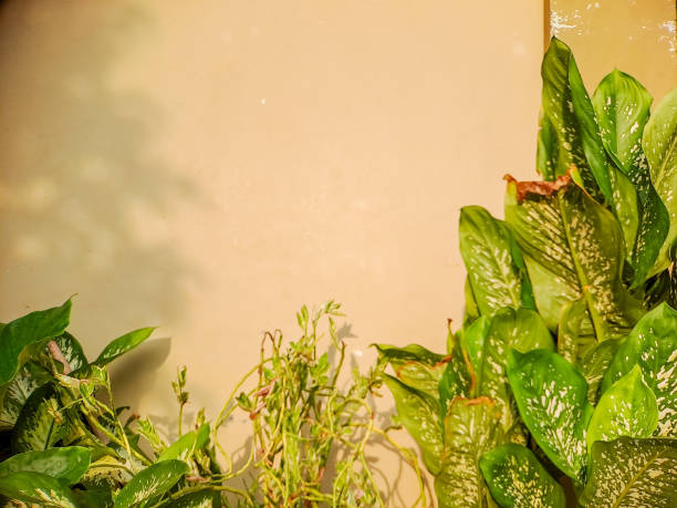 istock Abstract composition of vibrant green leaves casting shadows on a warm beige wall, creating a dynamic interplay of light and shadow 2194639521