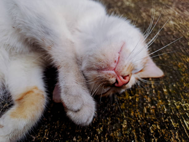 relaxed cat napping peacefully on a textured surface, showcasing its soft fur and adorable features. Perfect for pet photography, animal lover themes