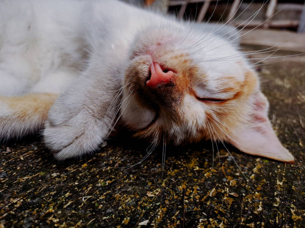 relaxed cat napping peacefully on a textured surface