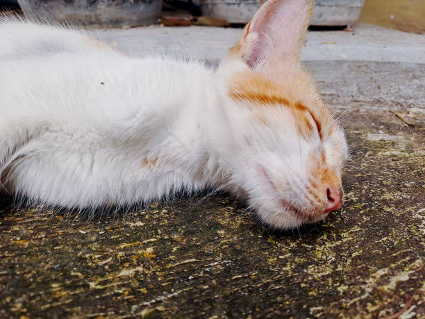 relaxed cat napping peacefully on a textured surface, showcasing its soft fur and adorable features. Perfect for pet photography, animal lover themes