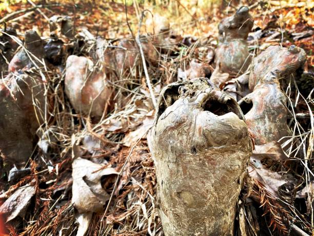 istock Exposed Riverbank Plants in North Carolina 2194641159
