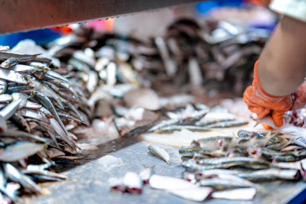 istock Fresh fish prepared for processing in a clean factory setting on hygiene quality and efficient production workflows. Industrial seafood processing showcasing fresh fish on assembly line on food. 2194644064
