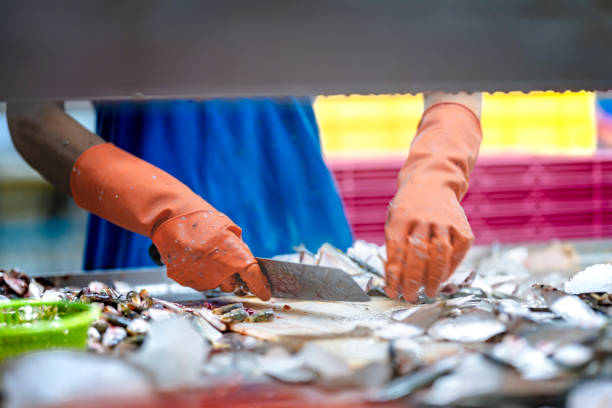 istock Fresh fish prepared for processing in a clean factory setting on hygiene quality and efficient production workflows. Industrial seafood processing showcasing fresh fish on assembly line on food. 2194644245
