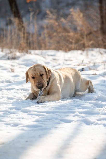 istock Dog playing in the snow 2194647728