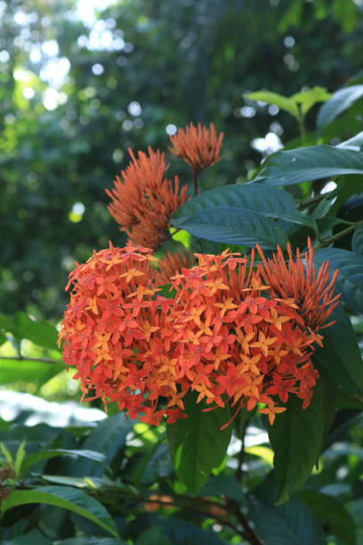 istock The red ashoka flower 2194647872