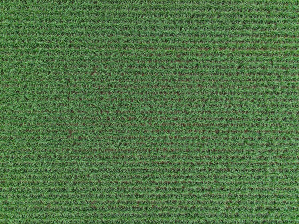 istock Aerial view of a green crop 2194650917