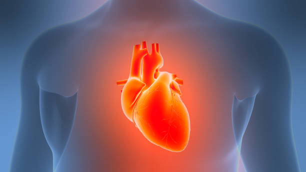 istock Human Circulatory System Heart Anatomy 2194652405