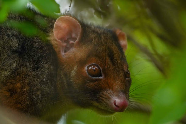 istock Close up of a ring-tailed possum in a tree 2194652587