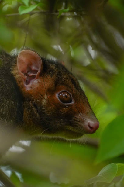 istock Close up of a ring-tailed possum in a tree 2194652599
