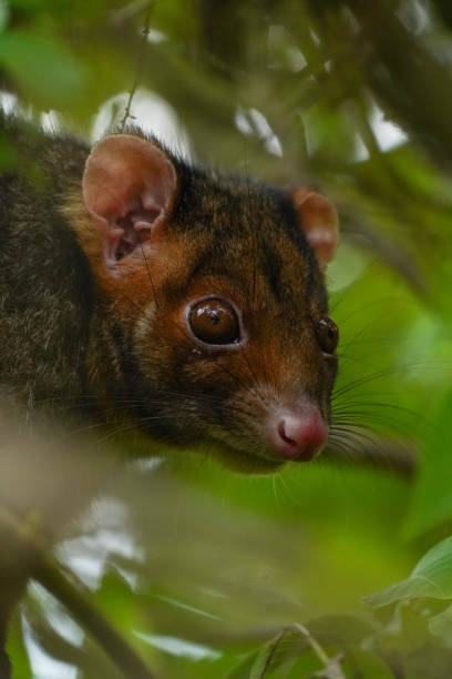 Close up of a ring-tailed possum in a tree