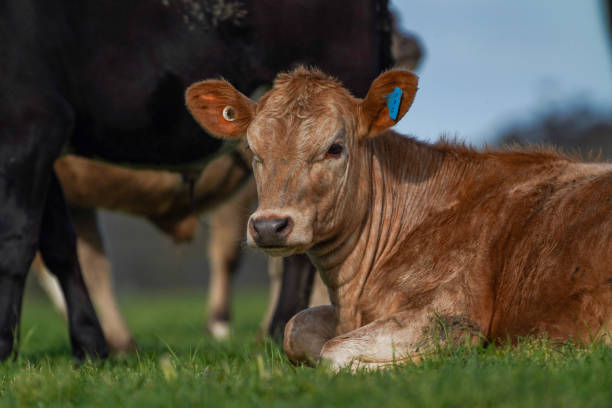 Young calf in the mountain.