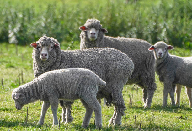 istock A herd of sheep grazing in a field 2194652663