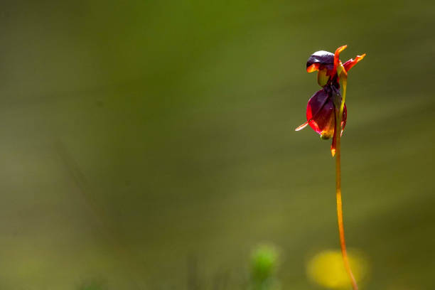 Flying Duck Orchid at the Grampians Australia