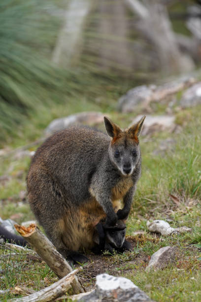 istock Wild Wallaby Grazing on Grass in a Natural Forest Clearing 2194652779