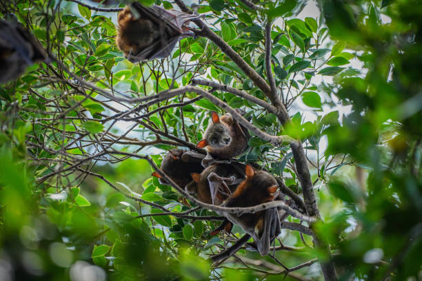 istock Flying Fox Hanging Upside Down Among Green Leaves in a Tree During Daytime 2194652836