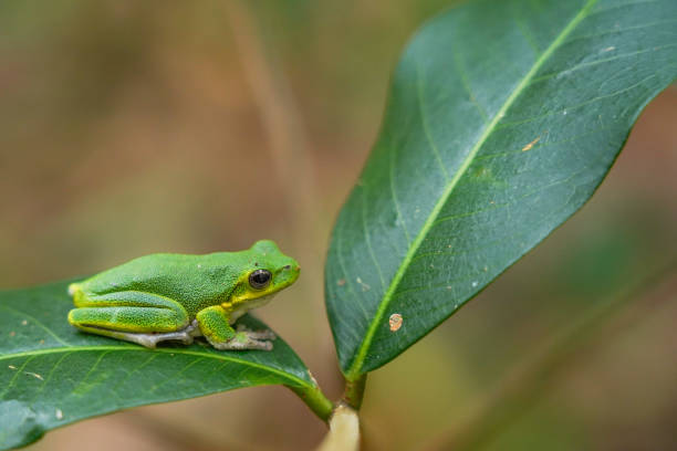 istock Green Tree Frog Resting on a Branch with Blurred Tropical Background 2194652839