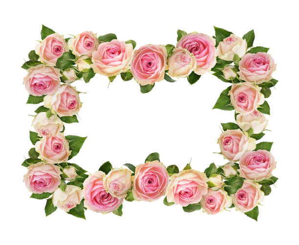 istock Small pink rose flowers in a floral frame isolated on white 2194655655