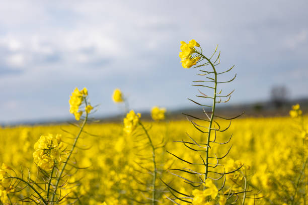 Flowering canola or rapeseed field