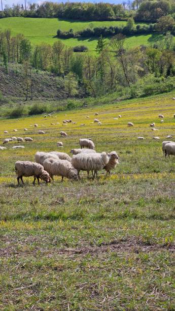 istock A herd of sheep grazing in a field 2194657295