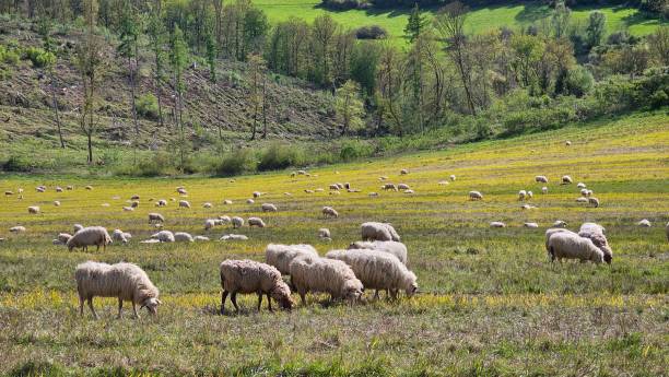 istock A herd of sheep grazing in a field 2194657296